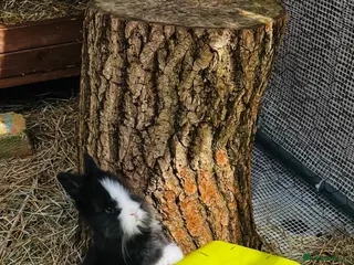 Lionhead rabbits weeks Bouncing double lionhead bunnies - Advert 7