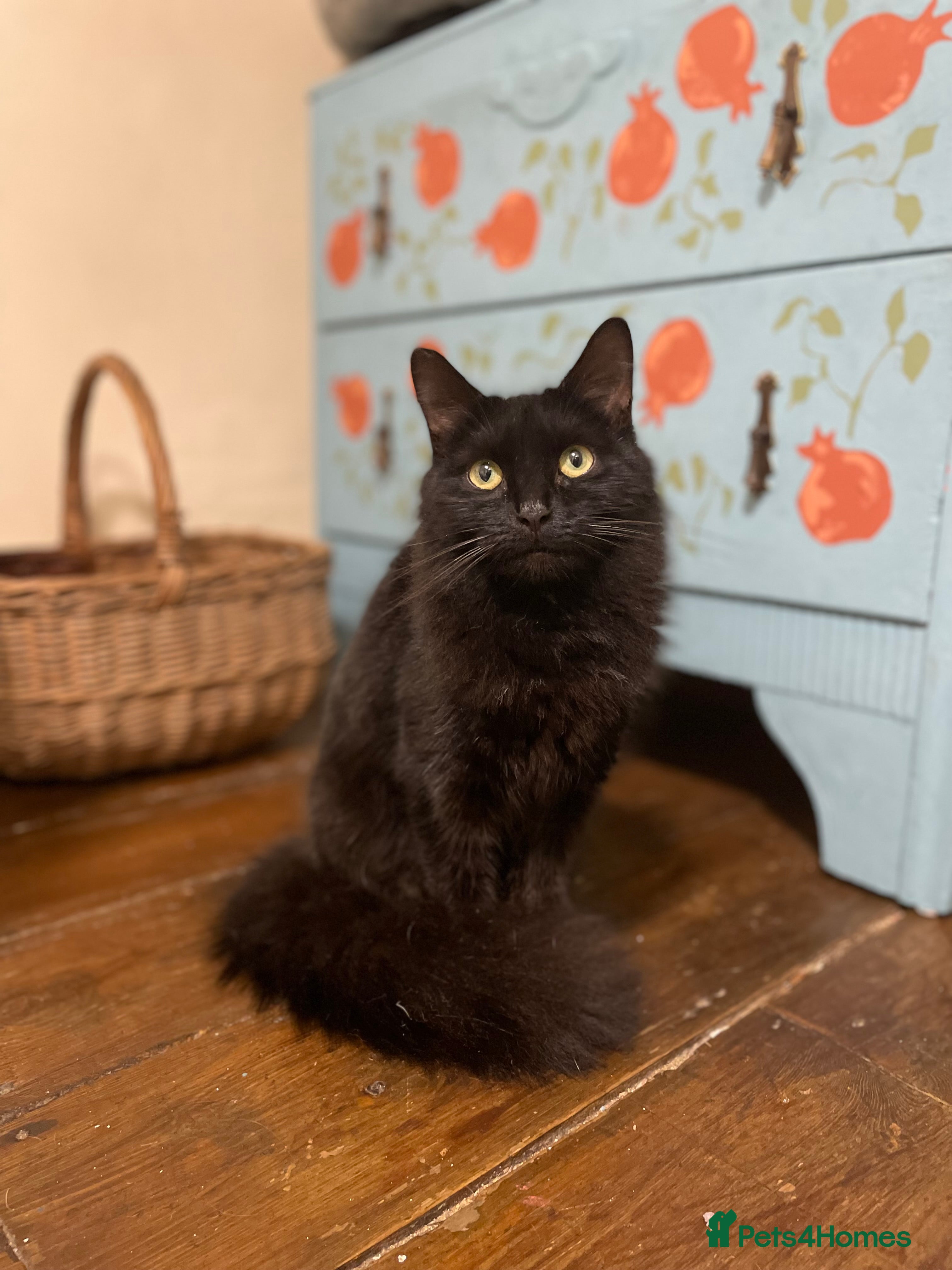 Domestic Shorthair cats Zara, 4 year old female neutered  - Advert 3