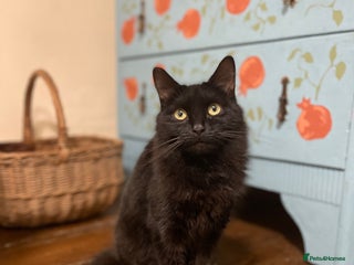 Domestic Shorthair cats Zara, 4 year old female neutered - Advert 1