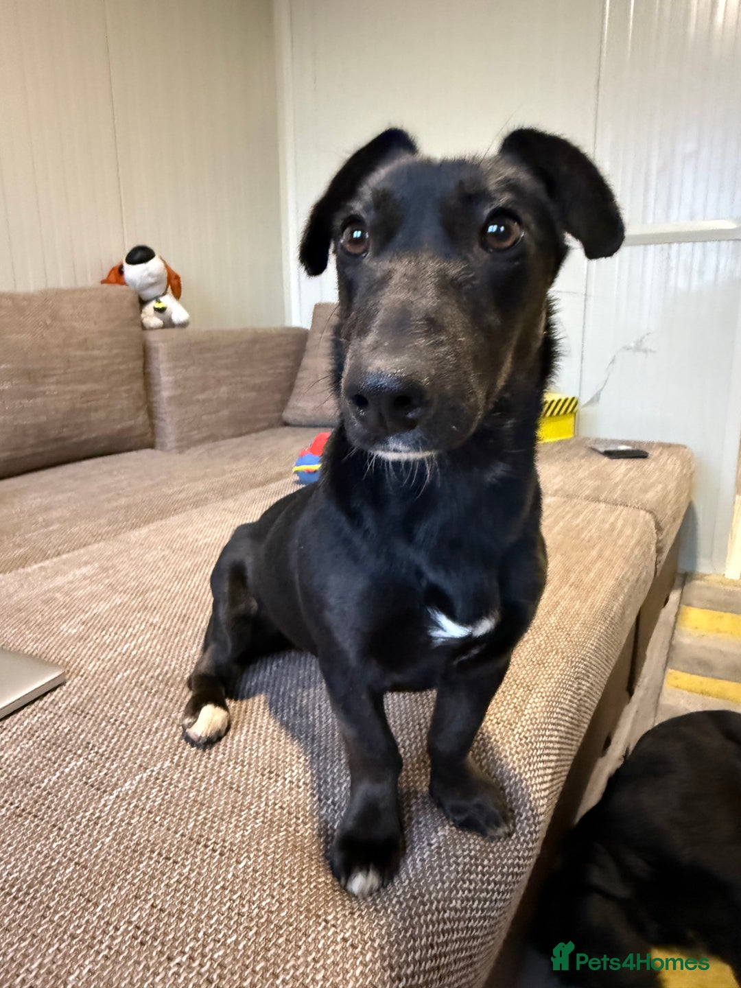 Dachshund dogs for adoption: Cute Lolita looking for LOVE  - Advert 12