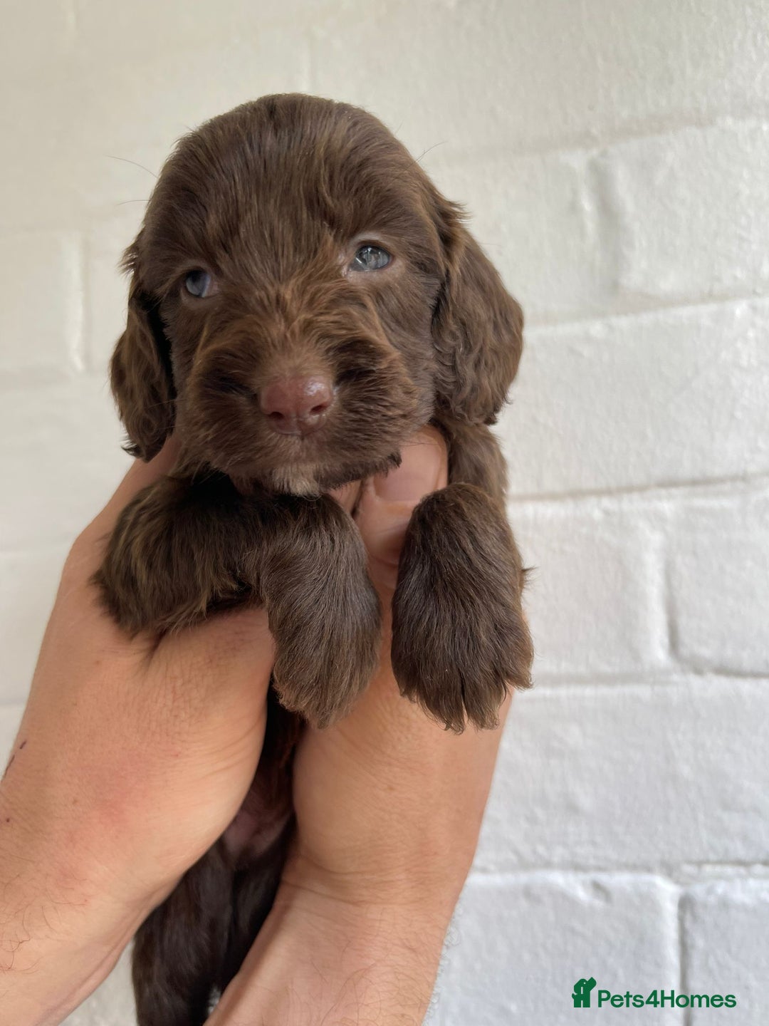 Cockapoo dogs for sale: Adorable Cockerpoo Puppies Ready - Image 12