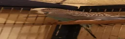 Budgerigars birds for sale: 2 pairs of adult budgies  - Advert 6