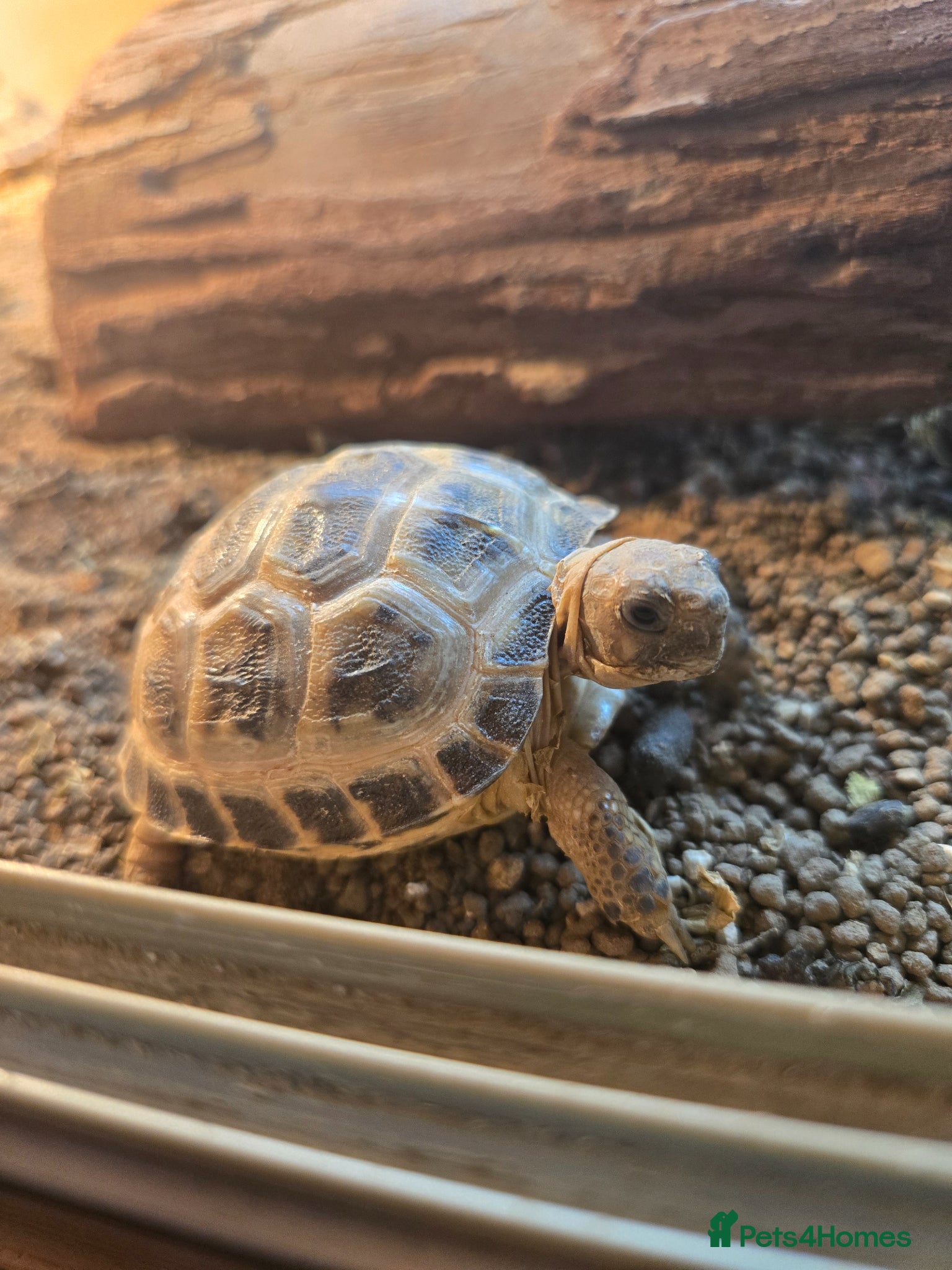 Tortoise reptiles 2-3 inch Horsefeild Tortoises 🐢  - Advert 1