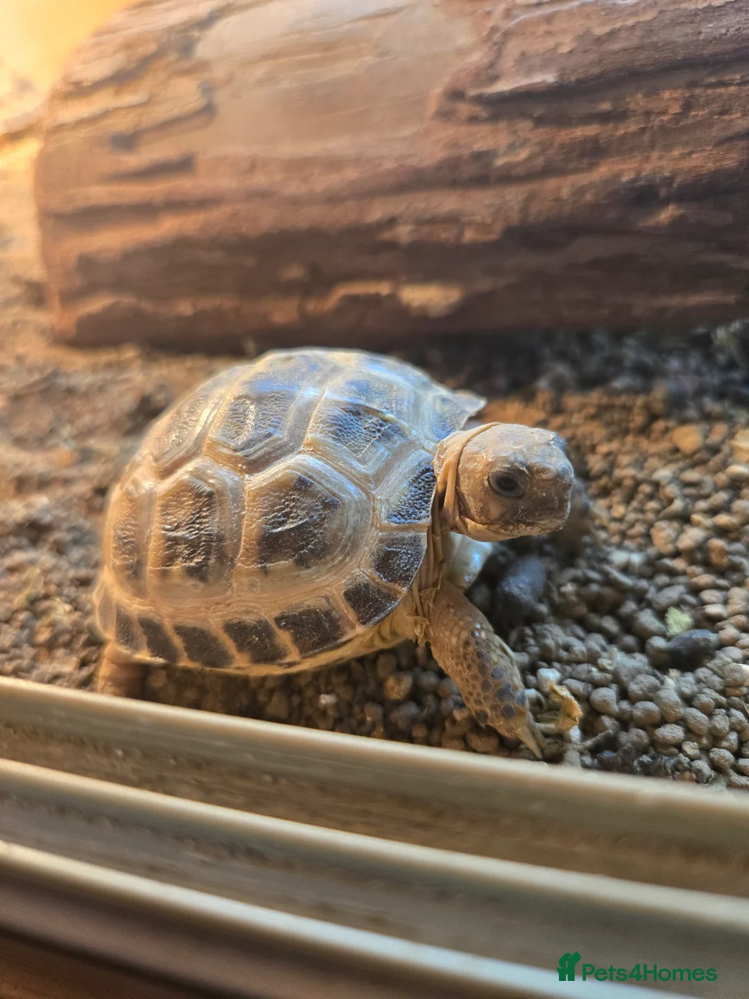 Tortoise reptiles for sale: 2-3 inch Horsefeild Tortoises 🐢  in Manchester - Advert 1