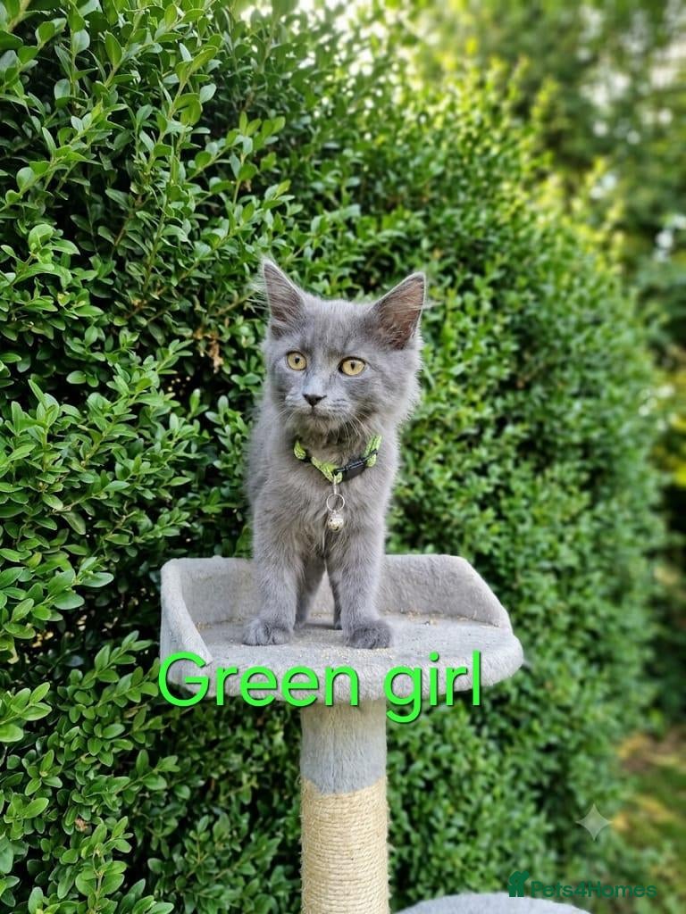 Maine Coon cats READY NOW... GCCF Main Coon kittens - Advert 2