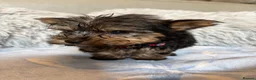 Yorkshire Terrier dogs for sale: Yorkshire terriers puppies - Advert 33