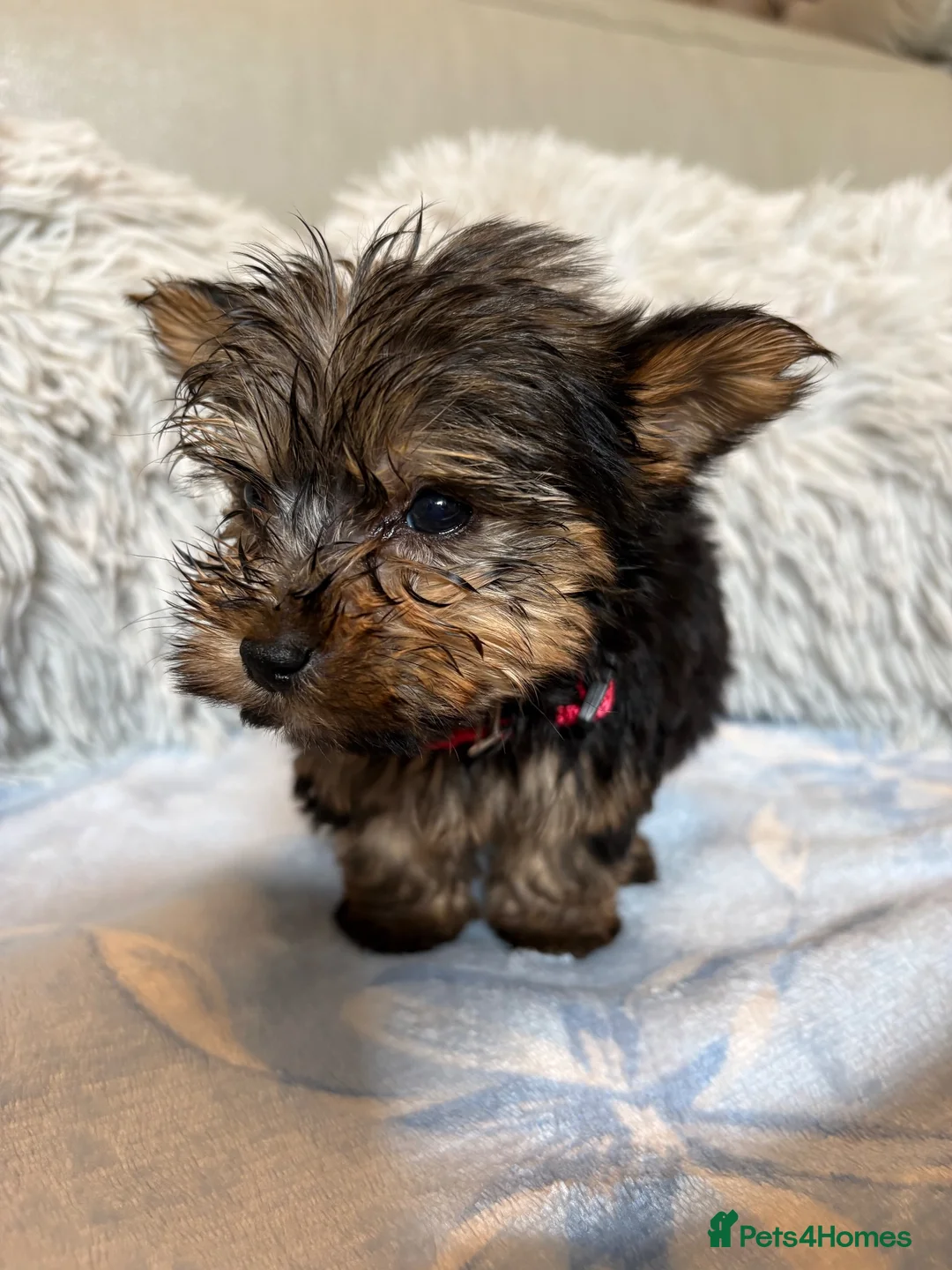Yorkshire Terrier dogs for sale: Yorkshire terriers puppies - Advert 33
