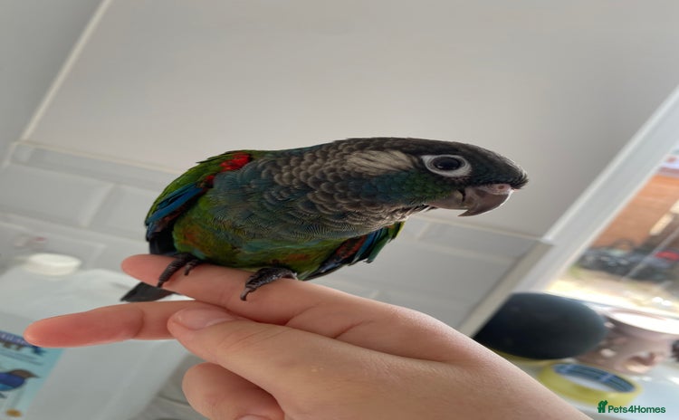 Conures birds - Advert 15
