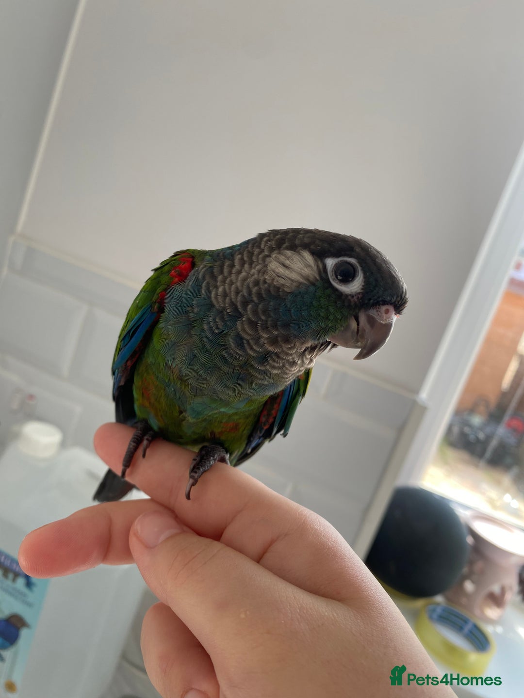 Conures birds for sale: Hand reared silly tame conure  - Image 1