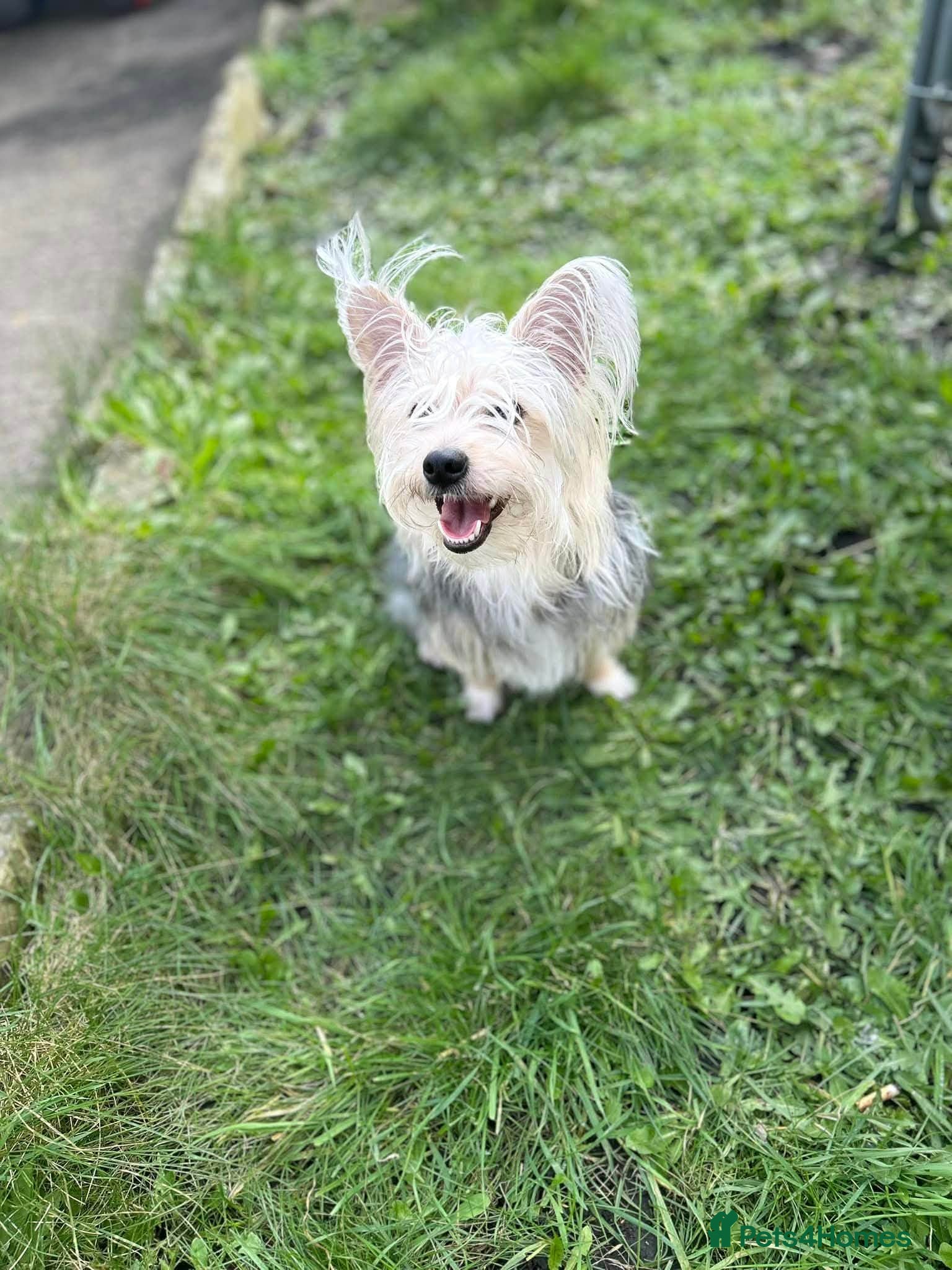 Mixed Breed dogs Yorkshire mix  - Advert 1