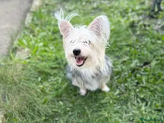 Mixed Breed dogs Yorkshire mix - Advert 2