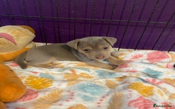 Jack Russell dogs for sale: 3 Beautiful Unique Coloured Jack Russell Puppies - Image 3