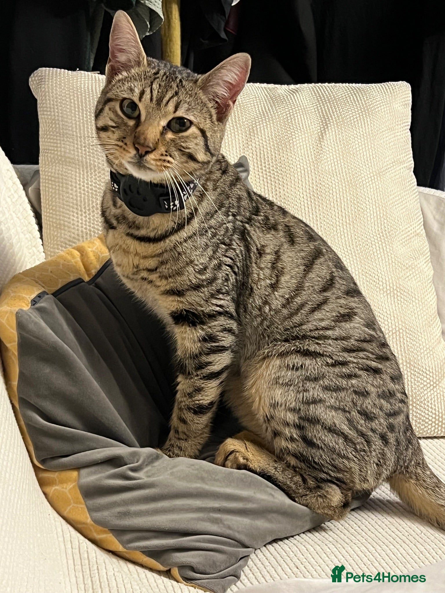 Bengal cats 1 year old male bengal  - Advert 2