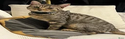 Bengal cats for sale: 1 year old male bengal  in Horncastle - Advert 1