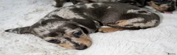Dachshund dogs for sale: Dachshund Puppies  in Guildford - Advert 8