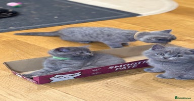 Scottish Fold cats - Advert 14