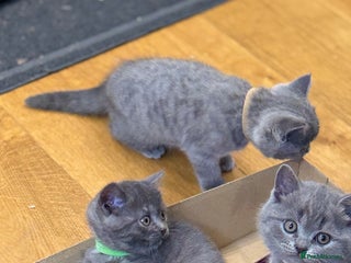 Scottish Fold cats - Advert 5