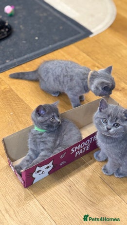 Scottish Fold cats - Advert 7