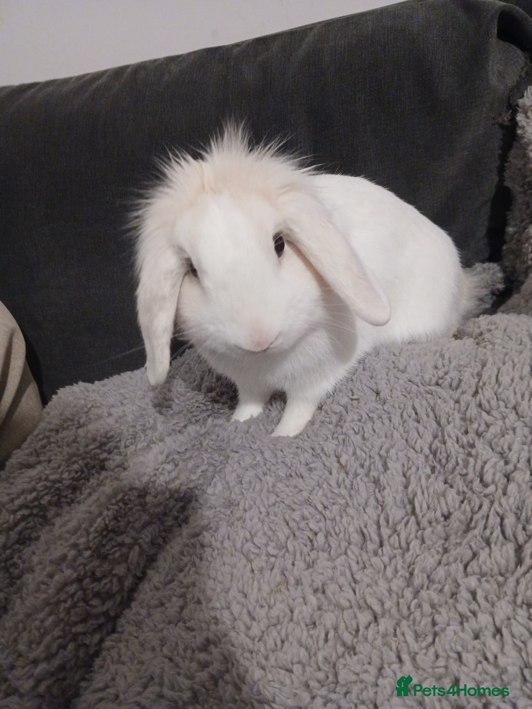 Mini Lion Lop rabbits for sale: Mini lion lop buck  - Advert 4