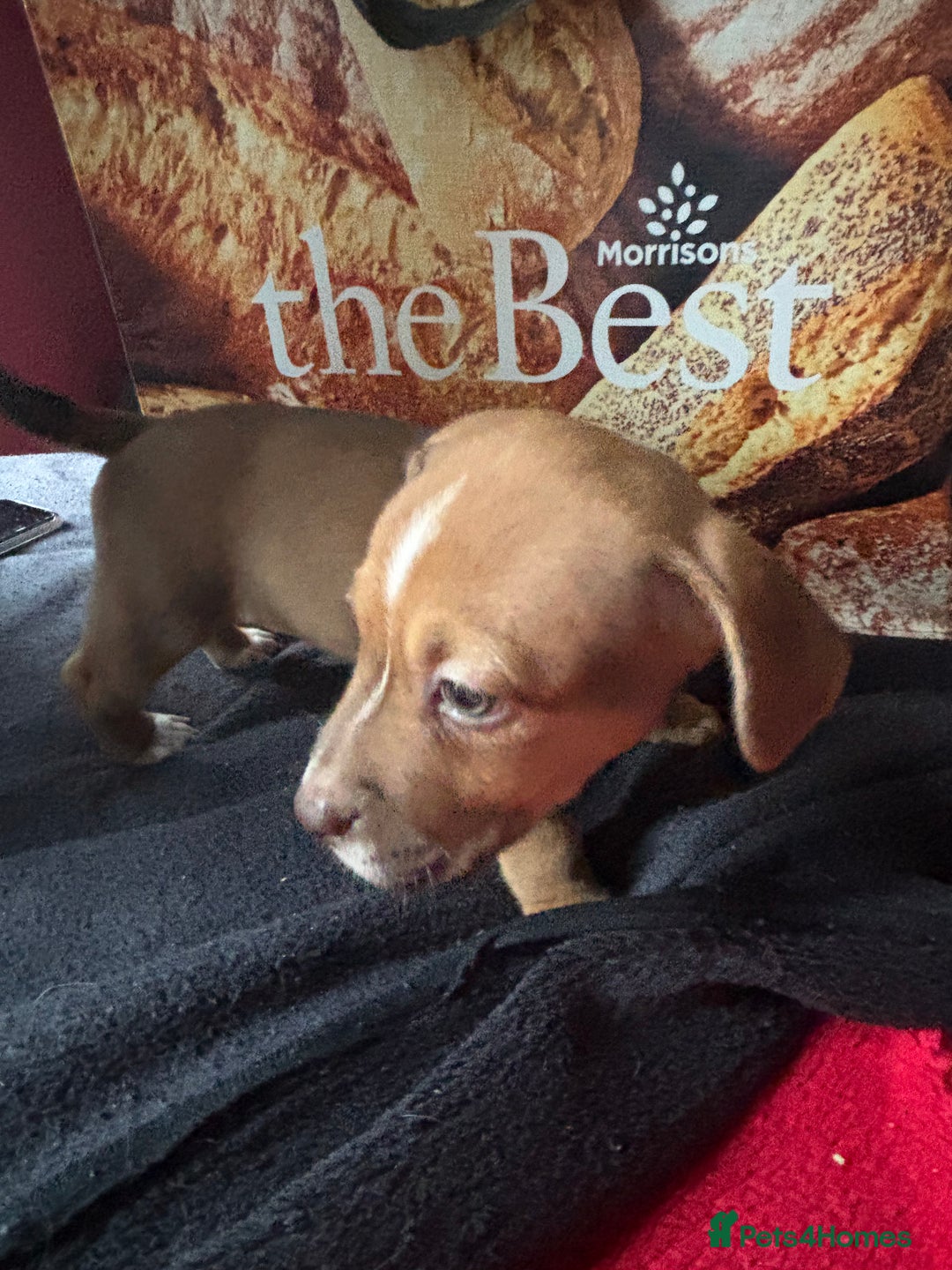 Mixed Breed dogs for sale: Puppies  - Image 12