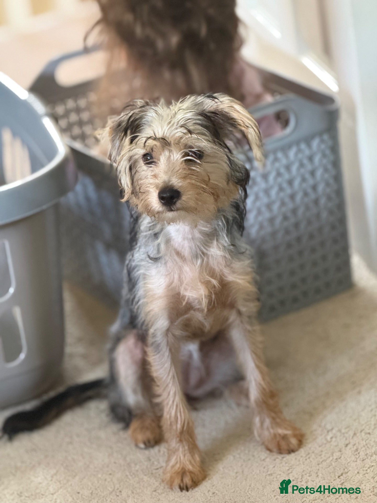 Mixed Breed dogs Adorable puppy - Advert 4