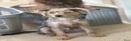Mixed Breed dogs for sale: Adorable puppy in Ashford - Advert 1