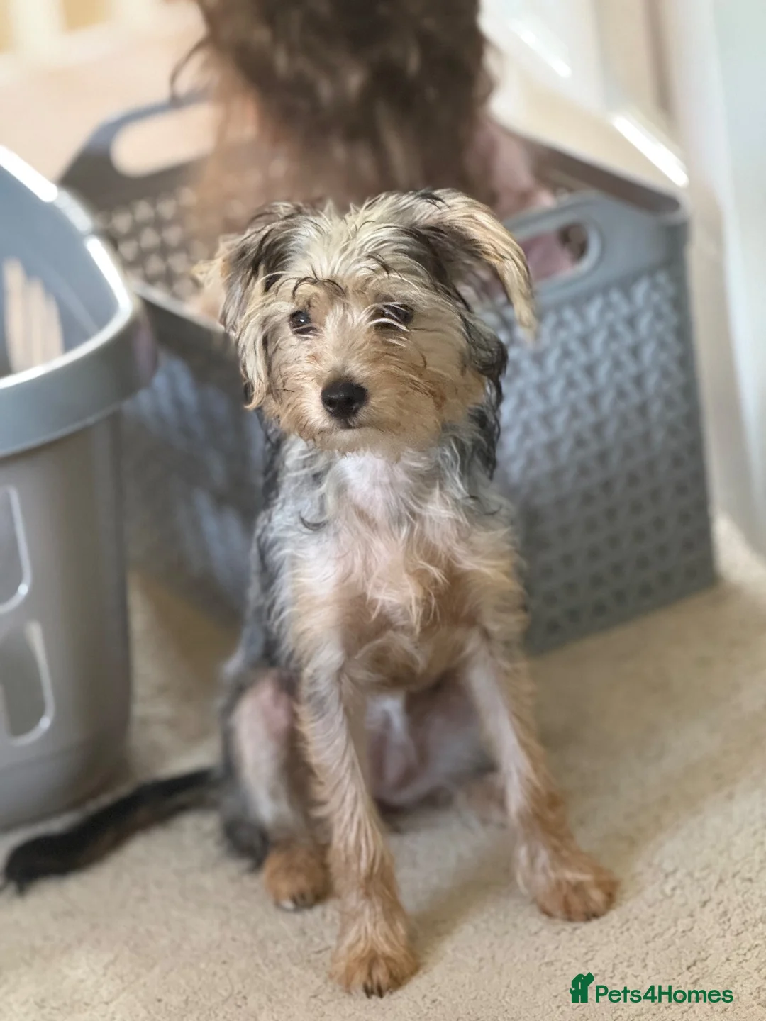 Mixed Breed dogs for sale: Adorable puppy in Ashford - Advert 1