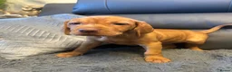 Hungarian Vizsla dogs for sale: Stunning chunky Hungarian vizsla puppies  - Advert 10