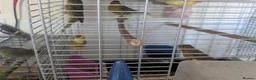 Canaries birds for sale: 6 canaries for sale - Advert 8