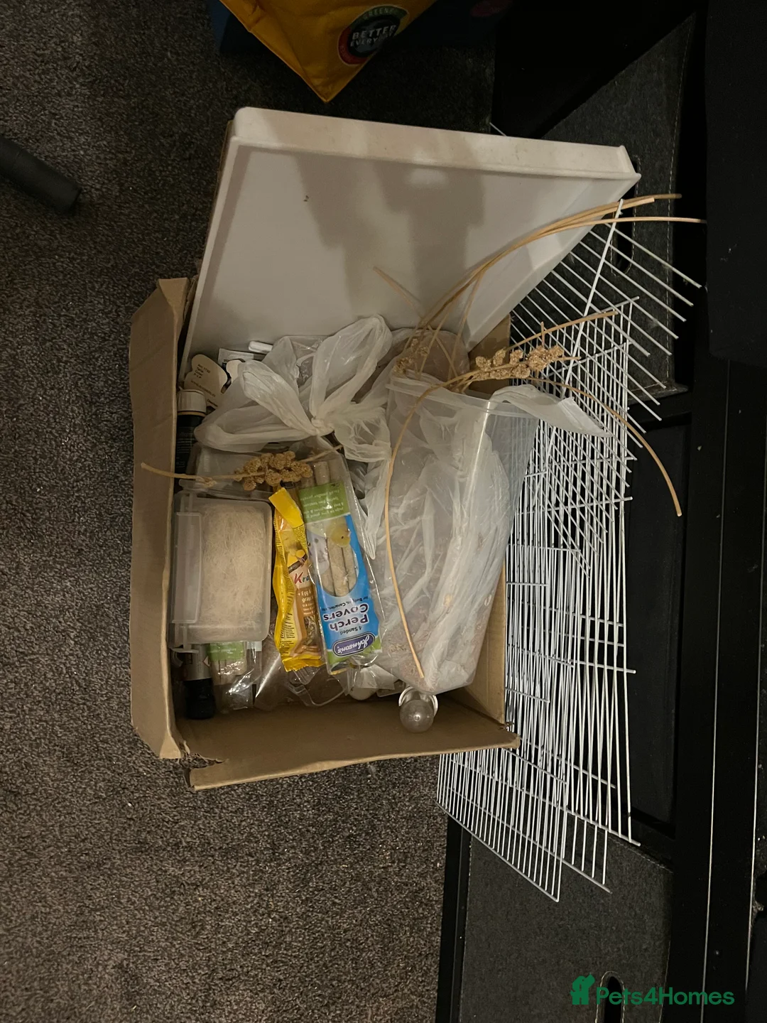 Finches birds for sale: Australian finches - Advert 9