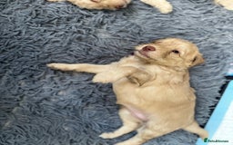 Australian Labradoodle dogs for sale: Genuine Australian Labradoodle (not poodle-lab mix in Wallington - Image 28