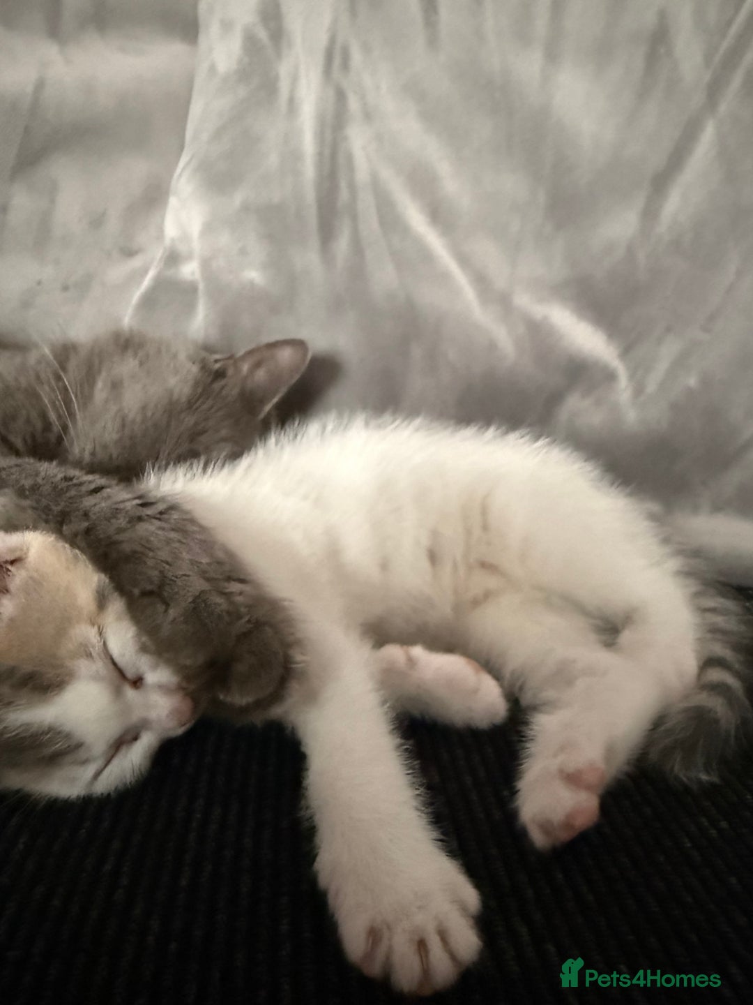 British Shorthair cats for sale: Beautiful BSH 2 male 1 female  - Image 18