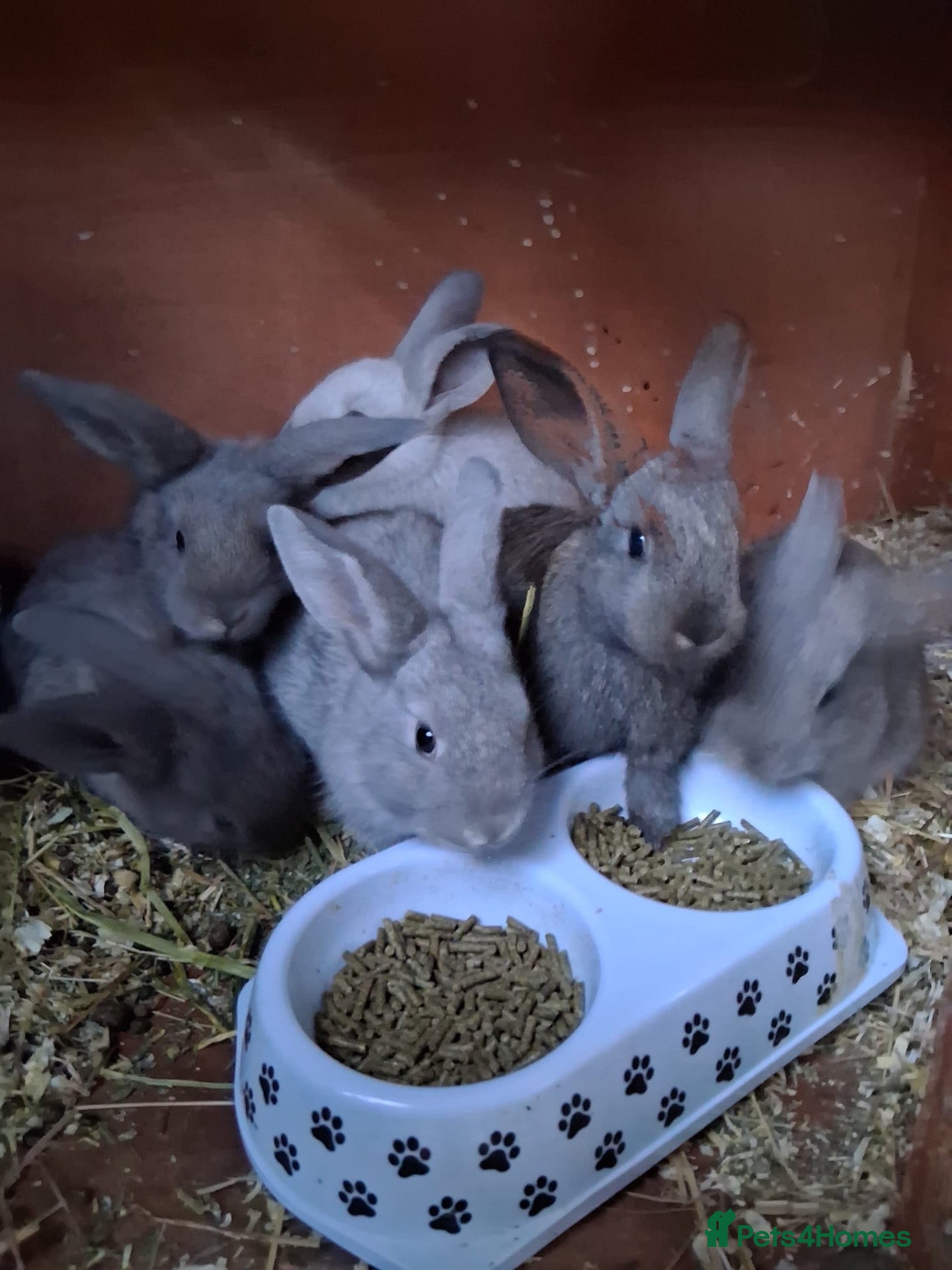 Chinchilla rabbits for sale: little bundles of love ❤️ needing forever homes  - Advert 1