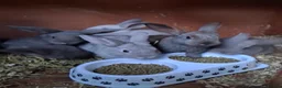 Chinchilla rabbits for sale: little bundles of love ❤️ needing forever homes  - Advert 1
