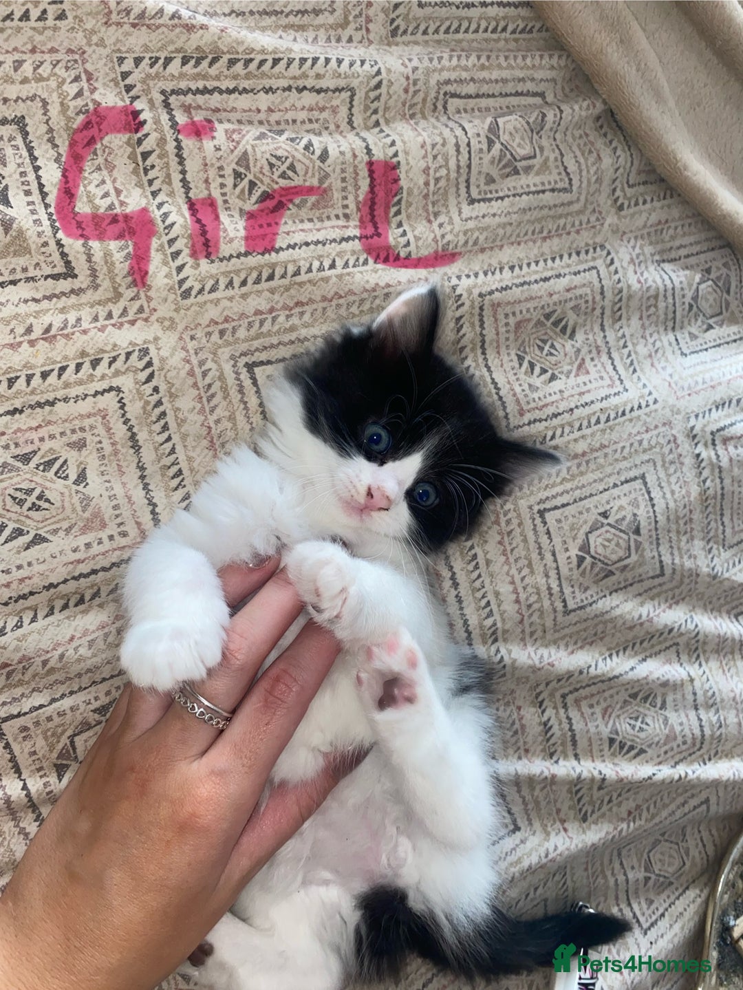 Mixed Breed cats for sale: BEAUTIFUL BLACK AND WHITE KITTENS READY TO LEAVE🐱 - Image 6