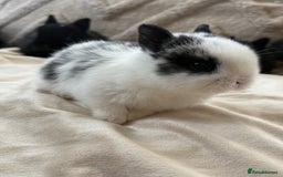 Netherland Dwarf rabbits for sale: 6 Adorable Netherland Dwarf Bunnies  - Image 5