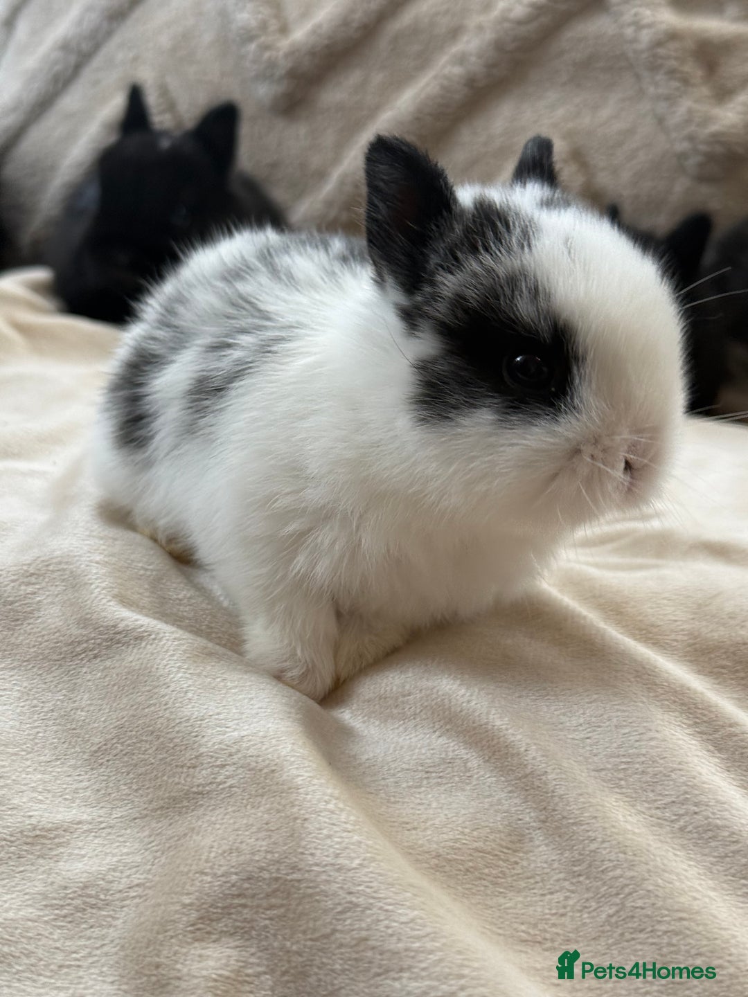 Netherland Dwarf rabbits for sale: 6 Adorable Netherland Dwarf Bunnies  - Image 5