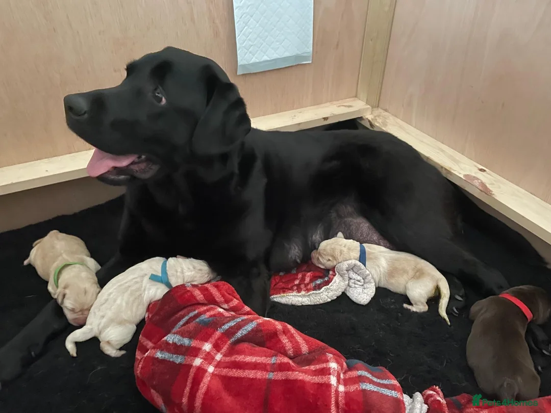 Labrador Retriever dogs for sale: Stunning KC Reg. Labrador Pups Chocolate/Yellow - Advert 1