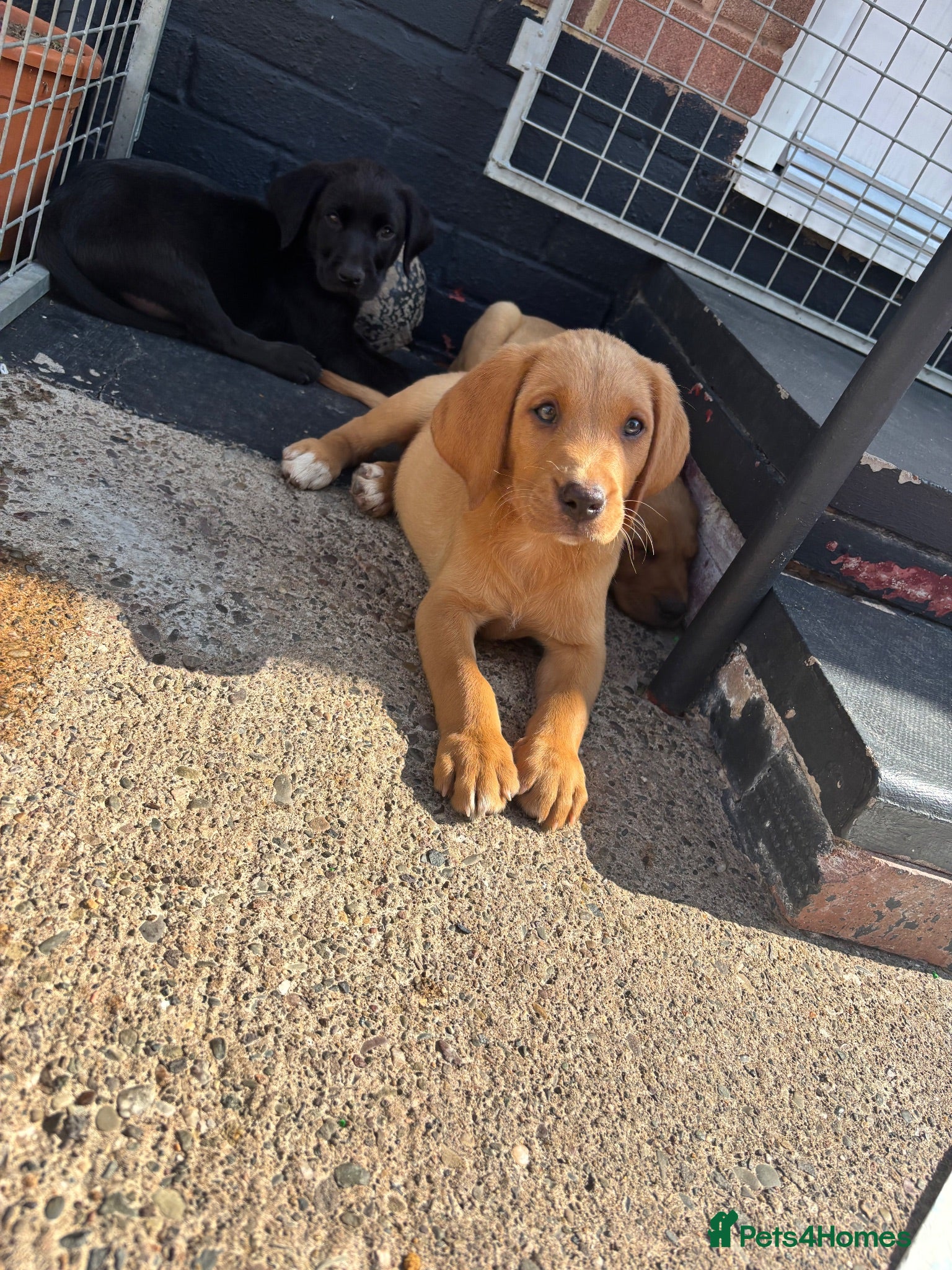 Labrador Retriever dogs Kc chunky health tested beautiful Puppies  - Advert 1