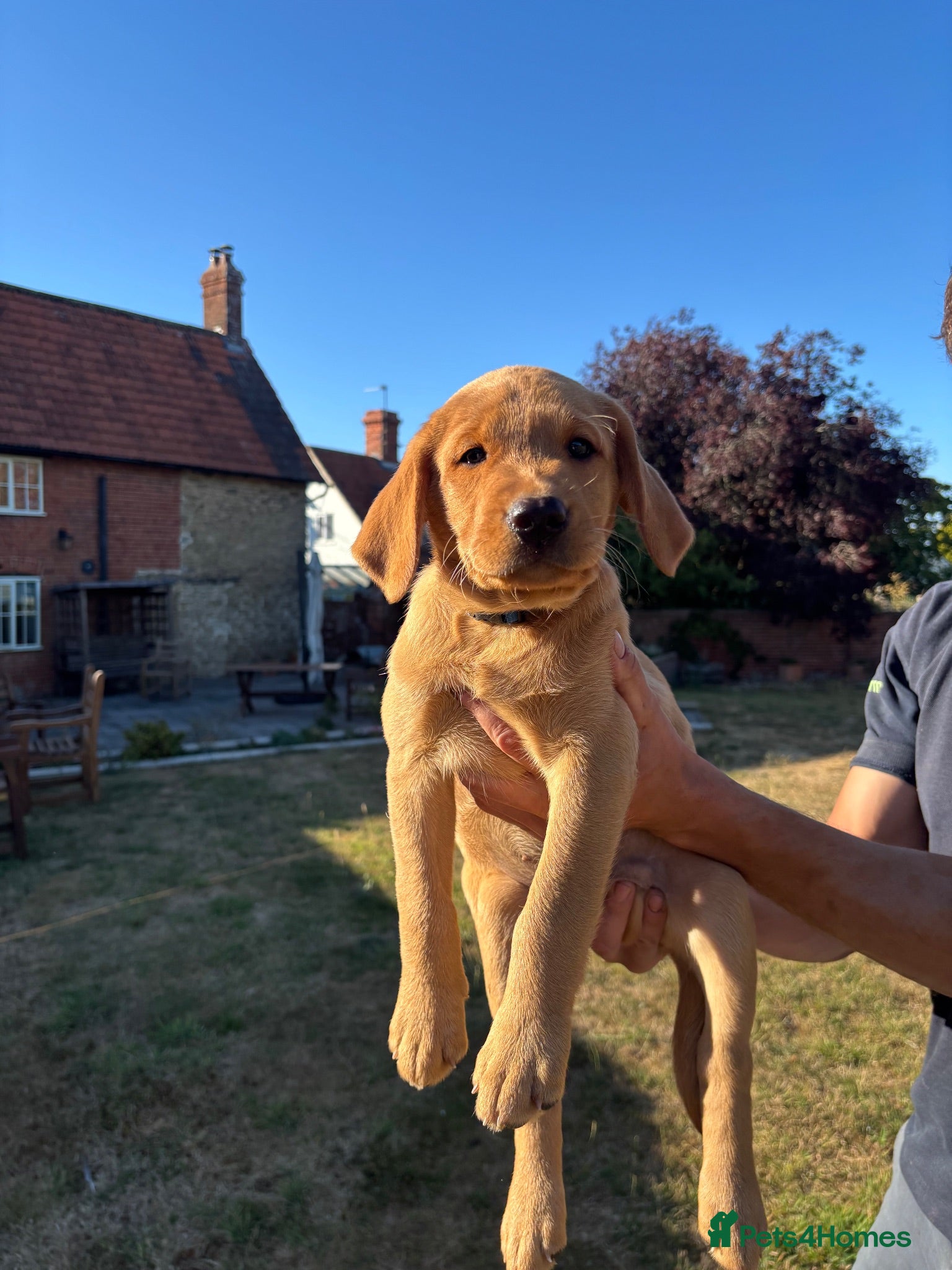 Labrador Retriever dogs KC registered yellow Labrador retriever puppies  - Advert 2