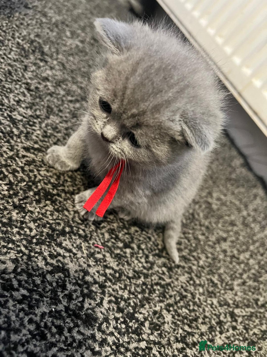 British Shorthair cats for sale: British short hair blue - Advert 4