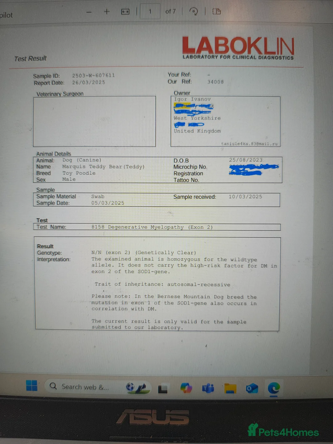 Toy Poodle dogs for stud: KC Reg toy poodle, DNA Test Clear, only for stud - Advert 5