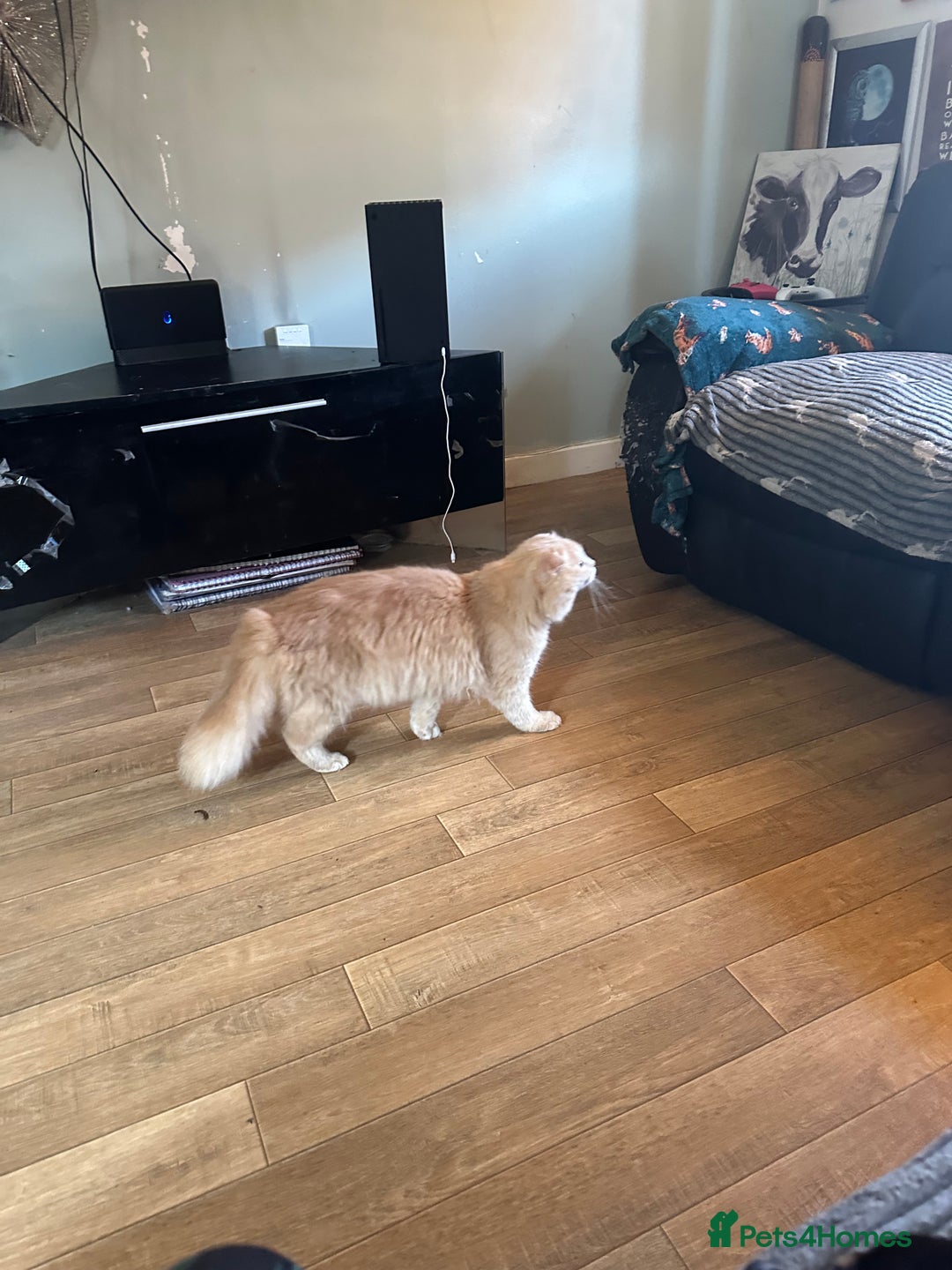 Scottish Fold cats for sale: Male Scottish fold - Image 1