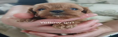 Cavapoo 5