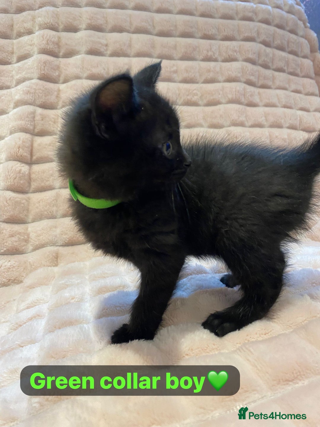 British Shorthair cats for sale: 7 stunning British shorthair cross kittens🩷🩵 - Image 7