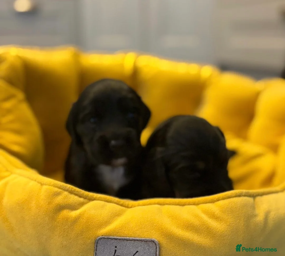 Cocker Spaniel dogs for sale: KC reg working cocker spaniels  - Advert 6