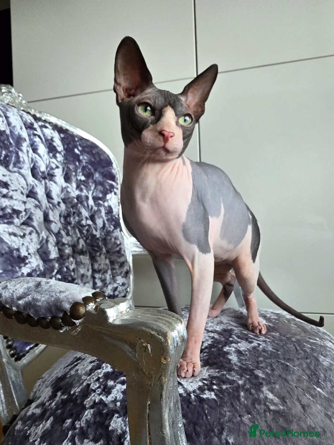 Sphynx cats for stud: 1 year Canadian spynx boy looking for nice girl  - Advert 2