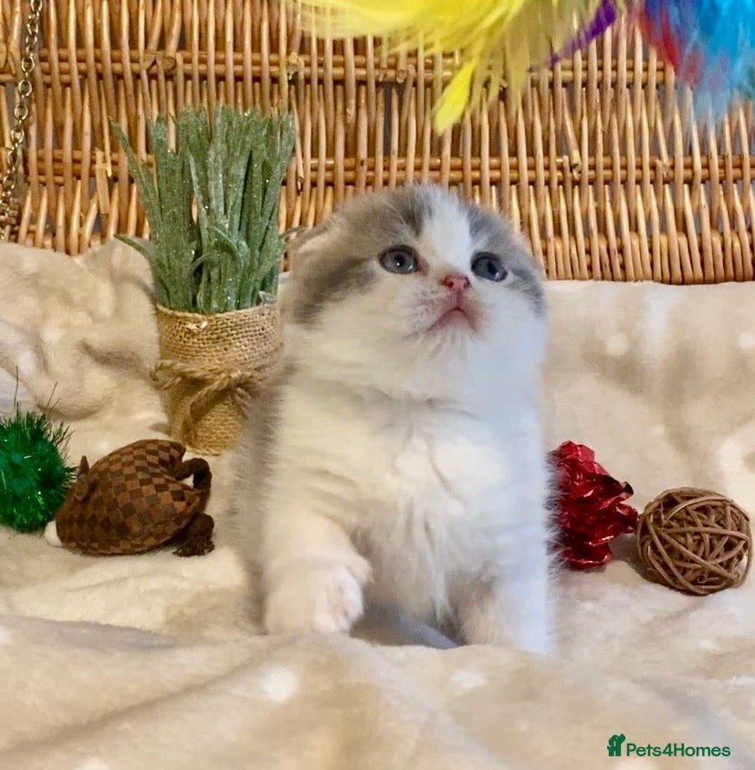 Scottish Fold cats 🧸😻CHAMPION LINE TICA ACTIVE SCOTTISH/BSH😻🧸 - Advert 3