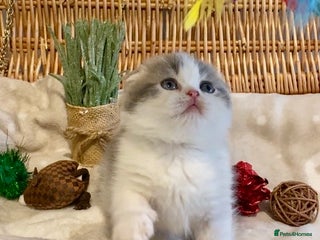 Scottish Fold cats 🧸😻CHAMPION LINE TICA ACTIVE SCOTTISH/BSH😻🧸 - Advert 3