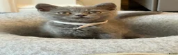 British Shorthair cats for sale: Ready to leave pedigree BSH kittens - Advert 6